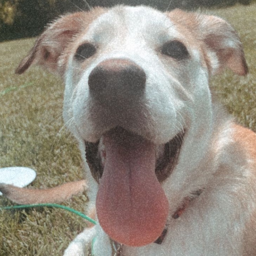 Meet your Posher, Peyton